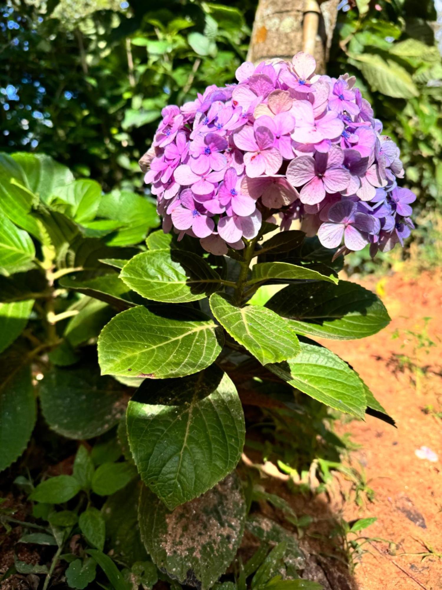 Chale Bella Vista Villa Guaramiranga Dış mekan fotoğraf